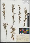 Foto von Salix repens subsp. repens L.